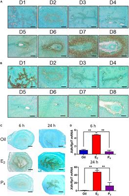 In situ Synthesized Monosodium Urate Crystal Enhances Endometrium Decidualization via Sterile Inflammation During Pregnancy